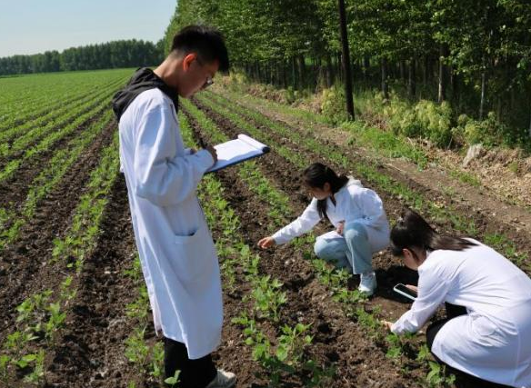 豆链兴农,黑土焕新:东农学子沿着大豆产业链走完一场“闭环”调研