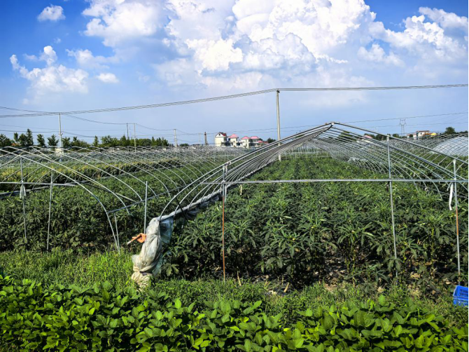青春踏访秋葵基地,调研探寻低碳农旅振兴路